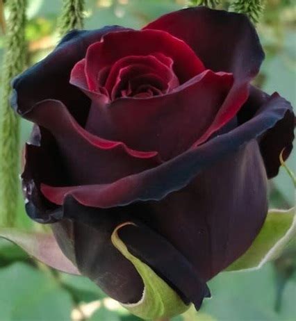 Rose Black Magic - Standard Rose - Roses - Flowers by category | Sierra Flower Finder