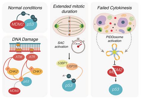 IJMS | Free Full-Text | At a Crossroads to Cancer: How p53-Induced Cell ...