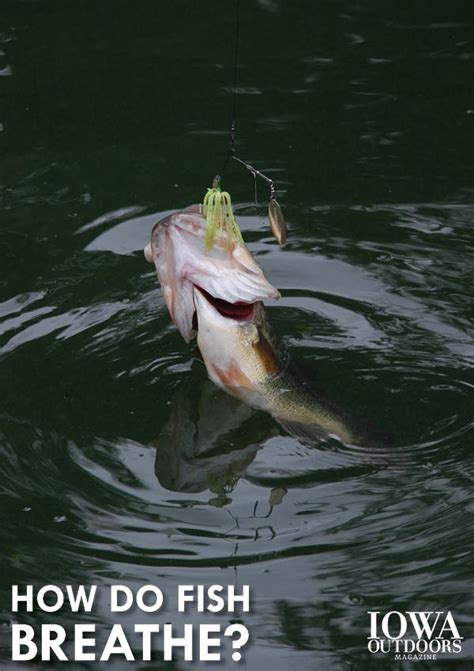 How do fish breathe? - DNR News Releases