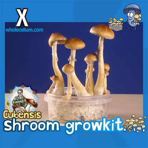 MAGIC MUSHROOM GROW KITS | Magic truffles - Magic mushrooms grow kits - Microdose Psilocybin