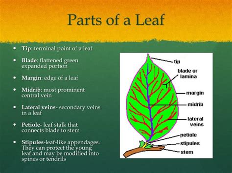 PPT - Leaf Morphology PowerPoint Presentation - ID:2033323