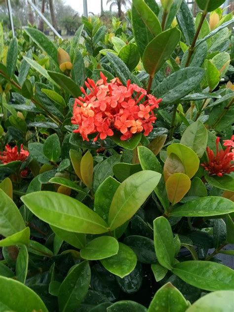 Ixora taiwanensis 'Dwarf Red', Flame of the Woods, Jungle Flame, Dwarf Ixora | PlantVine