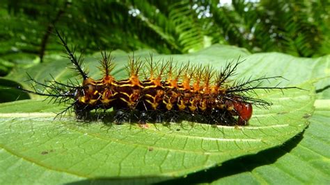 Spiny Caterpillar, Saturniidae | Flickr - Photo Sharing!