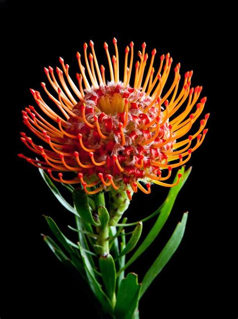 Orange Pincushion Protea | Beautiful flowers photos, Strange flowers ...