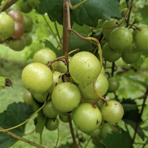 Muscadine Grapes are Sweet Southern Treasures - Happy Dirt