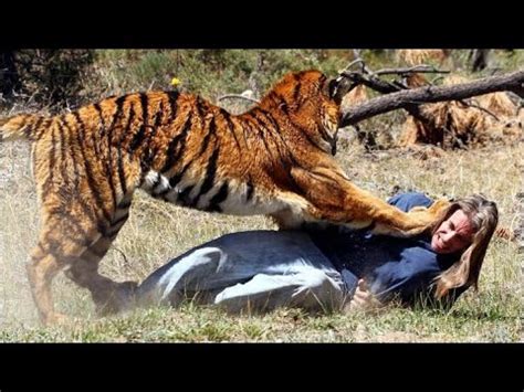 Tiger eats man live - YouTube