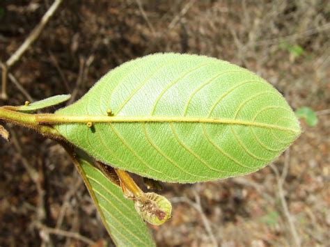 Arjun leaf glands_Terminalia arjuna_2009 06 14_e | Shubhada Nikharge ...