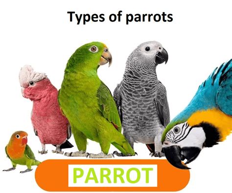 Types of parrots - All Pet Birds,Your Complete Guide to Parrot Species | Parrot, African grey ...