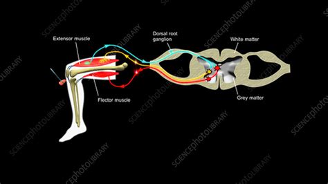 Knee jerk reflex mechanism - Stock Video Clip - K004/2047 - Science ...