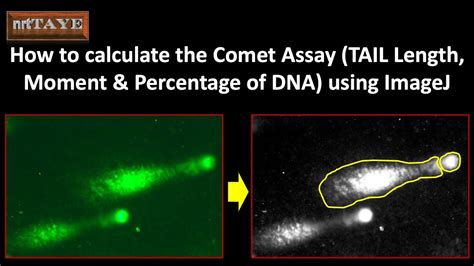 How to calculate the Comet Assay TAIL Length, Tail Moment and ...