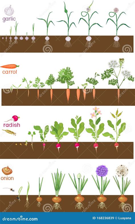 Radish Life Cycle. Stages Of Radish Growth From Seed And Sprout To ...