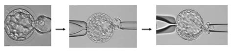 Blastocyst stage embryo. Notes: These photographs show an embryo at the... | Download Scientific ...