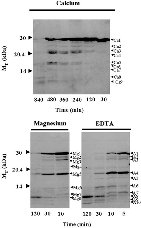 Tryptic digestion of calbindin D 28k . Human recombinant calbindin D... | Download Scientific ...