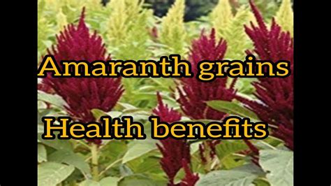 Health Benefits of Nutritious amaranth grains or Microgreens – UrbanGreensProject.org