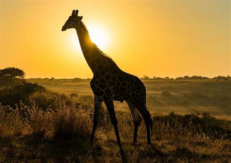 10 Days Uganda Safari Wildlife Tour | Verdant Safaris.