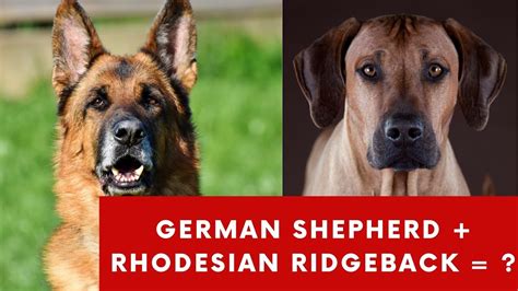 Rhodesian Ridgeback German Shepherd Mix Traits