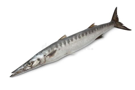 2,857 Barracuda Fish Stock Photos - Free & Royalty-Free Stock Photos from Dreamstime