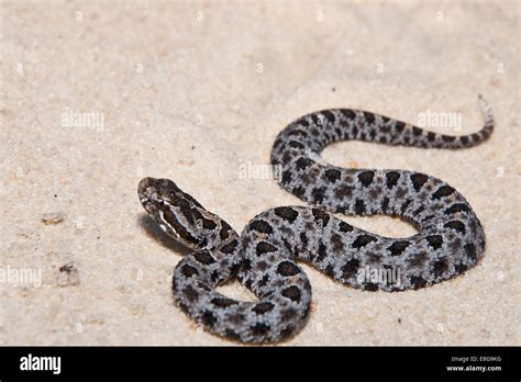 Pygmy Rattlesnake Stock Photo - Alamy