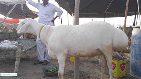 Buy dumba online for qurbani - Bakra & Goats