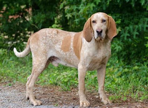 The Redtick Coonhound - The American English Coonhound