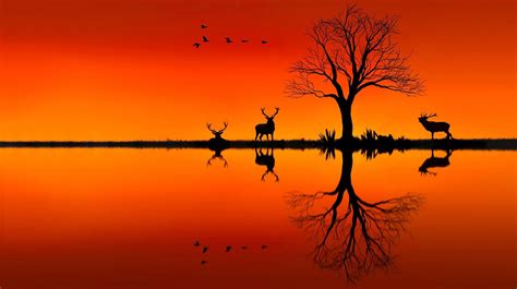 Elk Sunset Wallpapers - Top Free Elk Sunset Backgrounds - WallpaperAccess