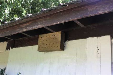 Carpenter Bee Control