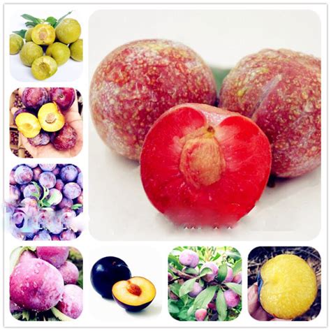 Organic Juicy Plum Tree Seeds 10pcs - BestSeedsOnline.com - Free Shipping Worldwide