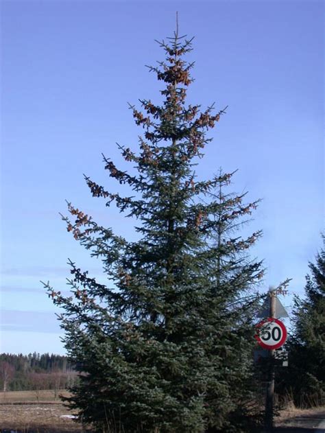 Picea sitchensis | Sitka Spruce - Leafland Limited | Best Price | Buy Trees Online | Quality ...