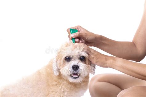 Tick and Flea Prevention for a Dog Stock Photo - Image of veterinary, isolated: 116104232