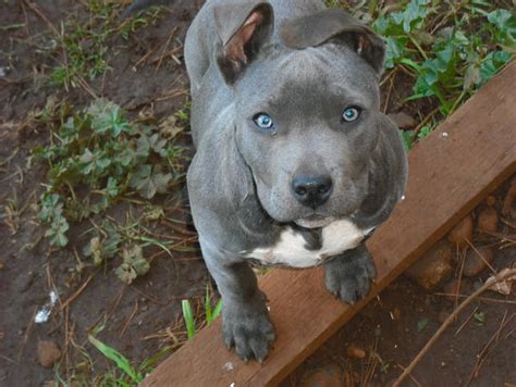 23+ American Staffordshire Terrier Blue Eyes - l2sanpiero