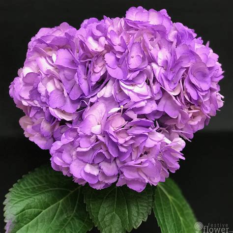 Lavender Hydrangeas – Festive Flower