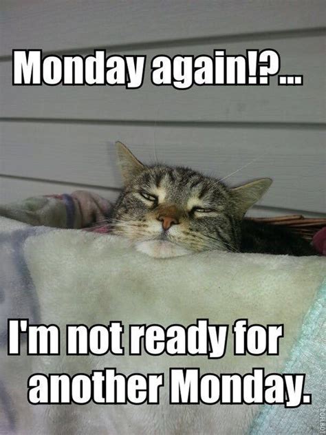 27 Funny Memes To Get You Through Monday! - I Can Has Cheezburger? | Monday humor, Funny monday ...