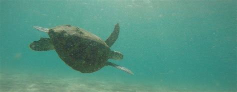 Sea turtles of Queensland, Australia - Epic Ocean Adventures