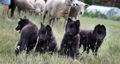 15 Photos Of Belgian Sheepdog Puppies That Make Everyone Fall In Love - ilovedogscute.com