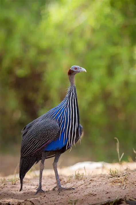 Vulturine Guineafowl - The Largest Guineafowl in the World - ChickenMag