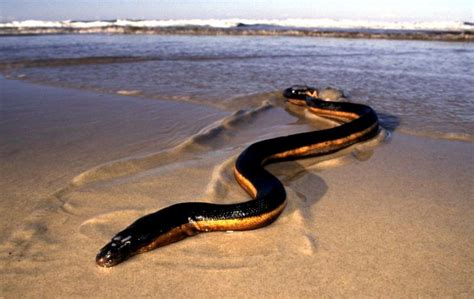 Yellow-bellied Sea Snake – "OCEAN TREASURES" Memorial Library