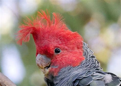 The Grampians – one of Australia’s wildlife havens…. | Chris Hill Wildlife Photography