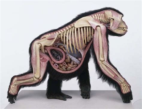 동물해부학모음01 : 네이버 카페 | Animal skeletons, Female gorilla, Anatomy art