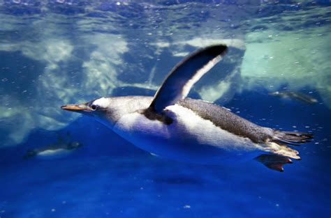 Dive predators Arctic penguins Stock Photo free download