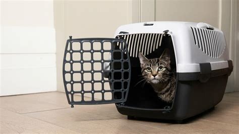 The Ultimate Cat Travel Checklist | Purina