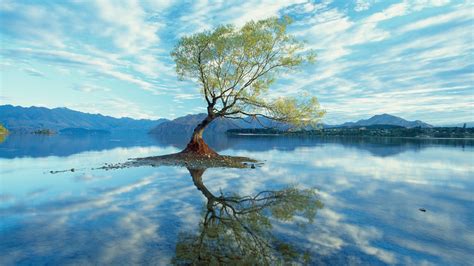 A partially underwater submerged tree in Lake Wanaka, New Zealand ...