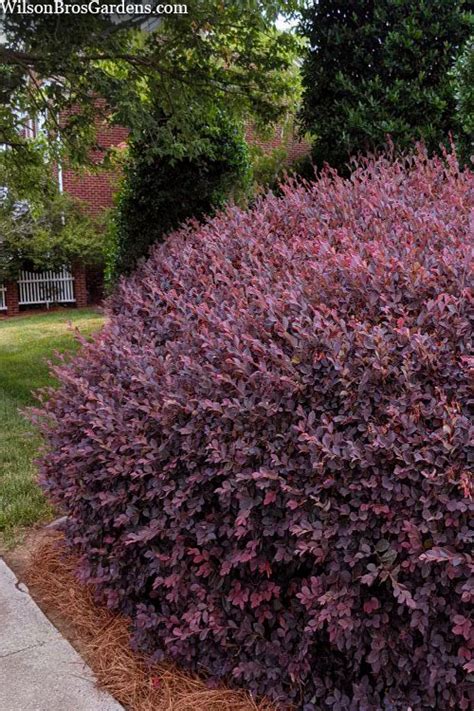 Buy Cabernet Loropetalum (Fringe Flower) | FREE SHIPPING | Wilson Bros Gardens | 3 Gallon Pot ...