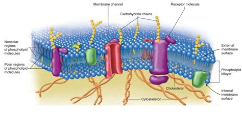 Structure of the Cell membrane