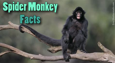 Spider Monkey Facts For Kids. Information, Pictures & Video