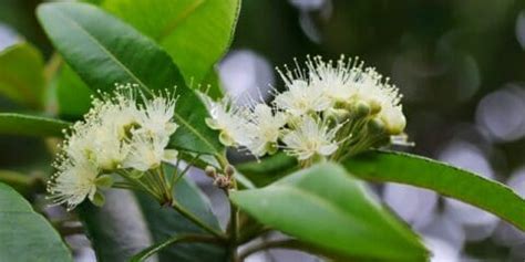 The Complete Lemon Myrtle Tree Guide | Lawn.com.au