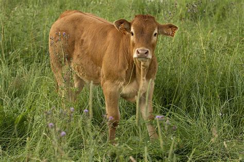 Limousin Calf Photograph by Jean-Michel Labat