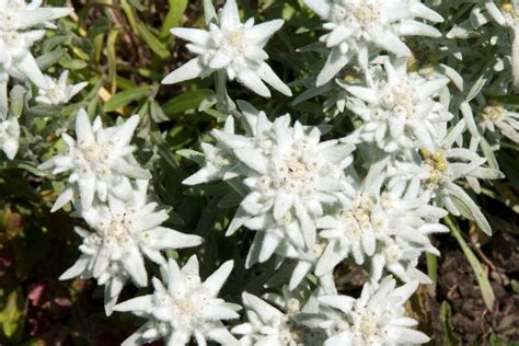 Edelweiss Flower Meaning: Symbolism Of A Wild White Flower - Plantisima