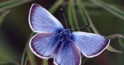 Xerces blue butterfly : 80 വർഷം മുമ്പ് അപ്രത്യക്ഷമായ നീലചിത്രശലഭത്തെ കണ്ടെത്തി! ആവേശത്തി ...