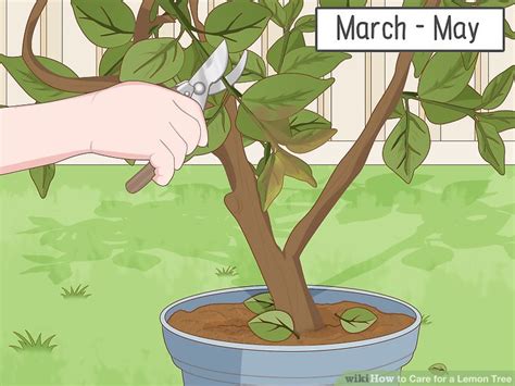 How to Care for a Lemon Tree: 15 Steps (with Pictures) - wikiHow