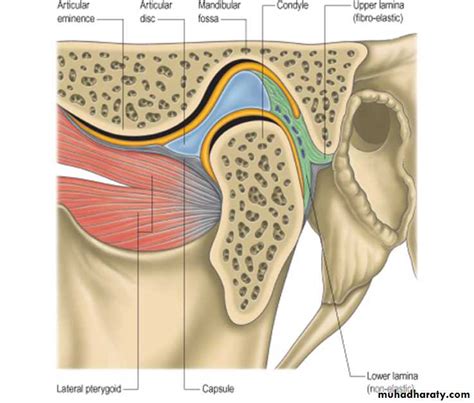 TMJ Disorders pptx - Dr.Wael - Muhadharaty